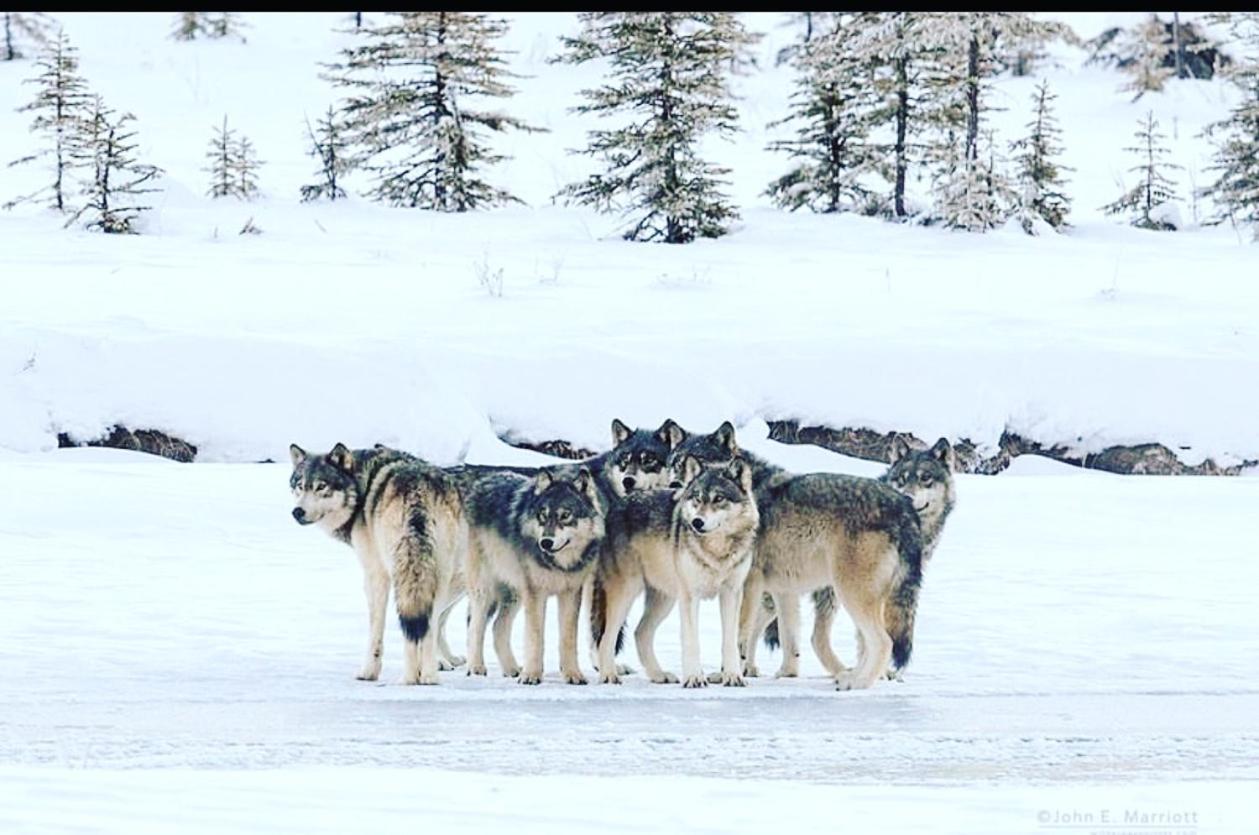 Wildhomes Wild Wolf Lodge Курмайор Екстериор снимка
